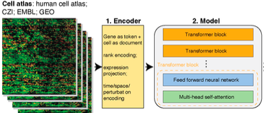 foundational_model_workflow